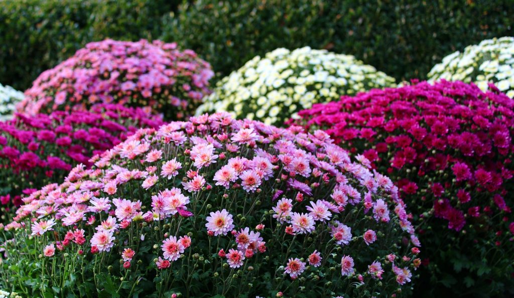 chrysanthemums-3780098_1920