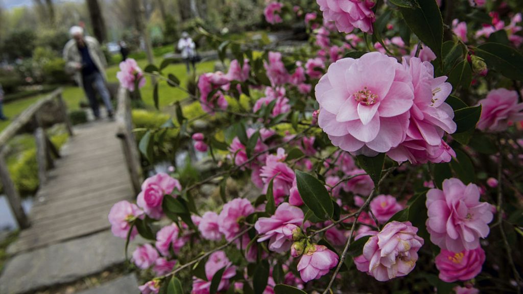 Locarno: 17° edizione di Locarno Camelie. Nella foto alcuni visitatori fra le camelie esposte.      © Ti-Press / Gabriele Putzu