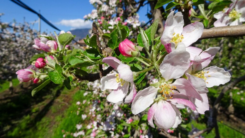 B_3081-apfelbluete-branzoll