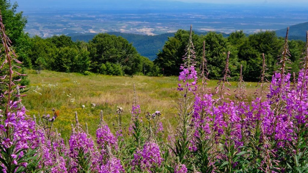 Grand-Ballon-Panorama-1