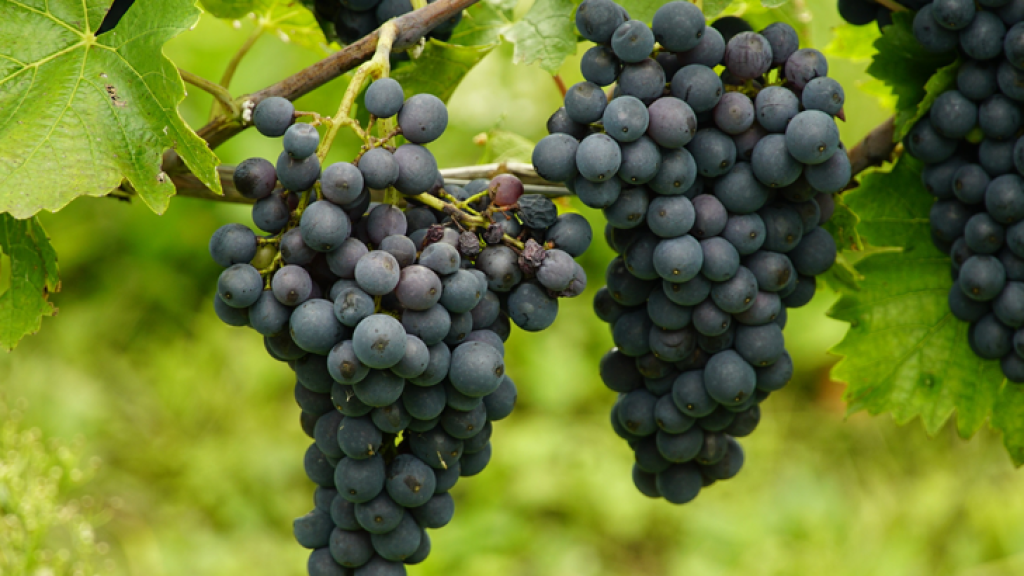 Herbstfeste_Suedtirol_13