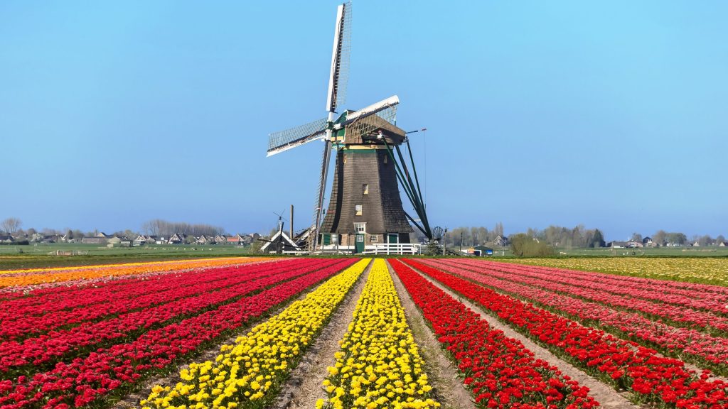 Holland Tulpen,Windmühle shutter
