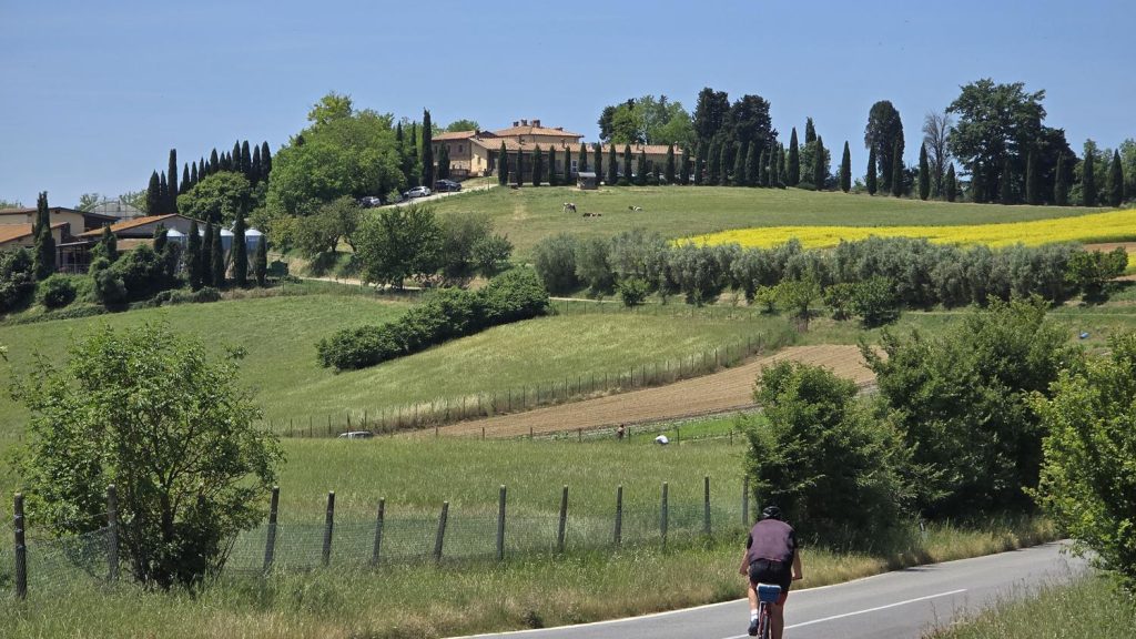 Toskana-gelbe-Wiese-bei-San-Gimignano