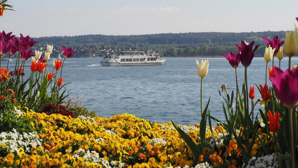 Tulpen_Bodensee