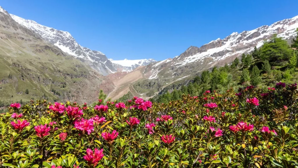 alpenrosen-in-langtaufers.000ap5