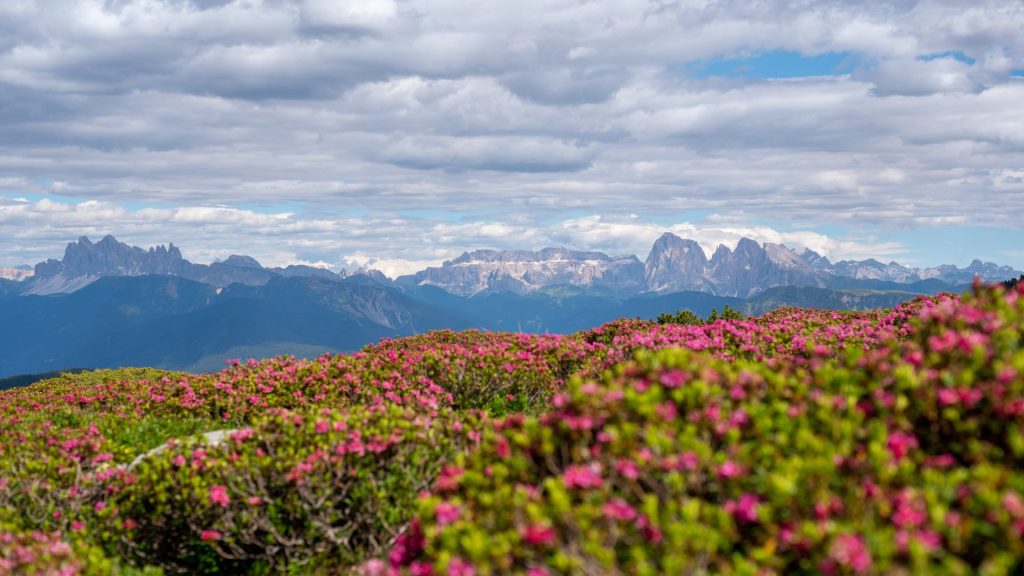 alpenrosenbluehen-auf-der-villanderer-alm