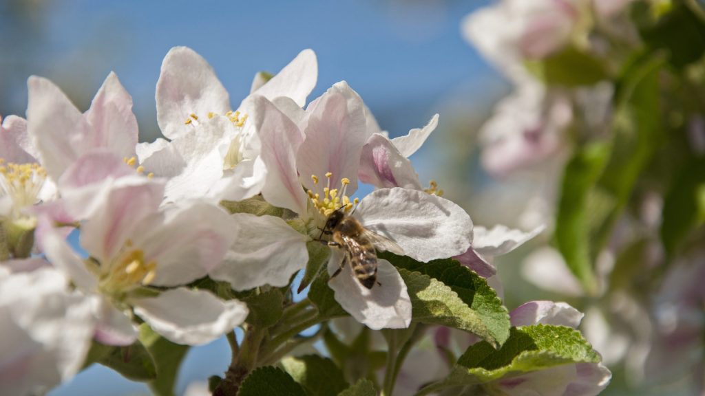 apple-blossom-3336537