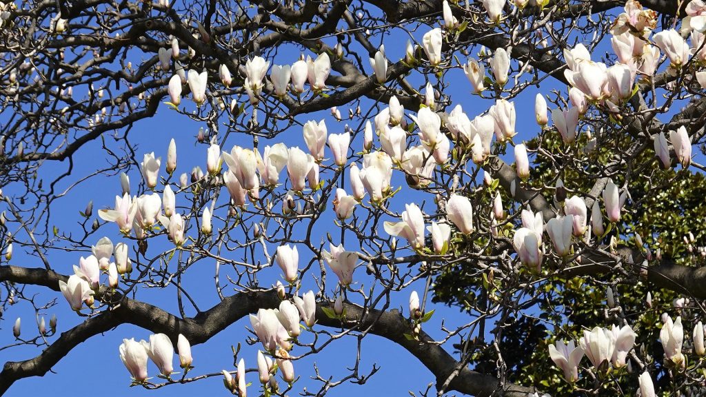 blossoms-6149874_1920