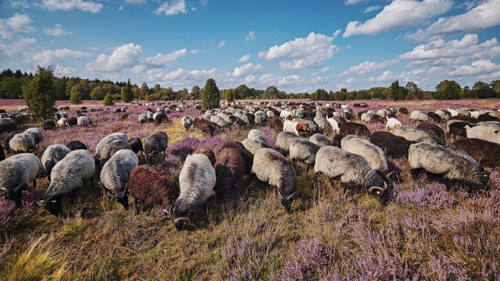 Heidschnucken in der Lüneburger Heide