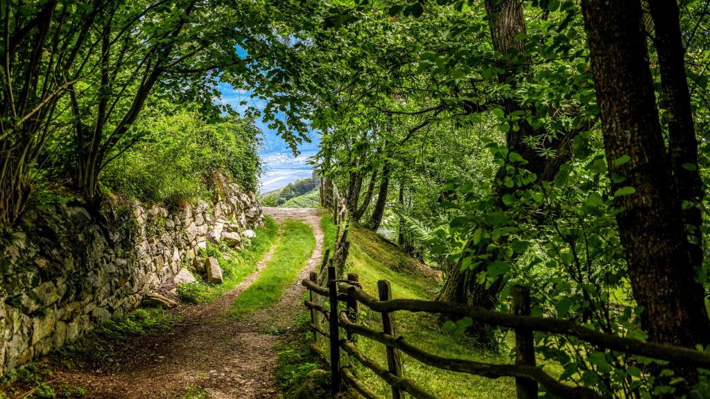 forest-path-4697056_1920