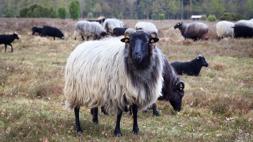 Moorland sheep Heidschnucke in Lüneburg Heath near Undeloh and Wilsede, Germany