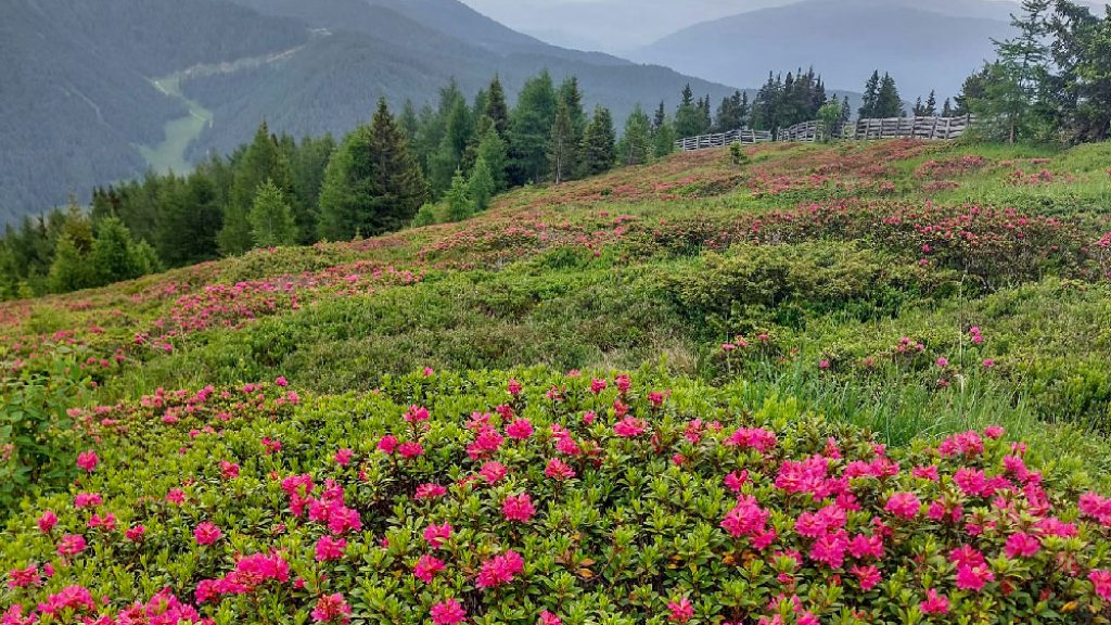 jochtal-wanderung-stoanamandl-alpenrosen057