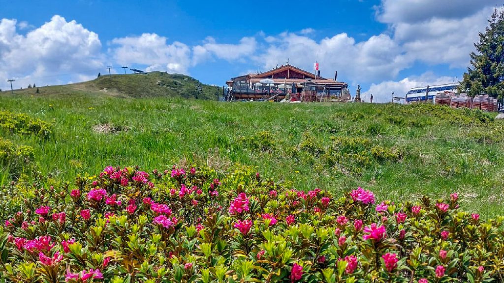 jochtal-wanderung-stoanamandl-alpenrosen058