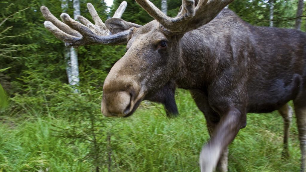 maria_emitslöf-moose-1183