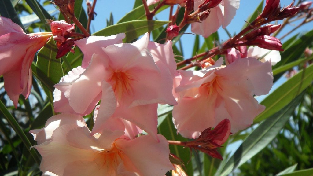 oleander-374981_1920