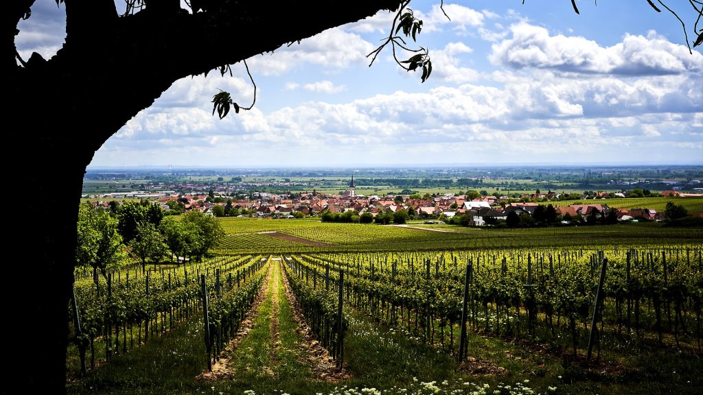 vineyards-6548479_1920