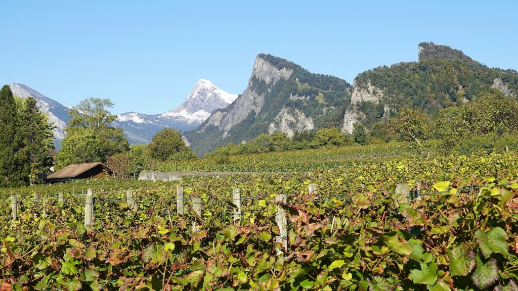 viticulture-6709585_1920